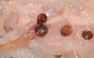Die Gründe für die Entstehung von schwarzen Würmern