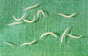 Pinworms